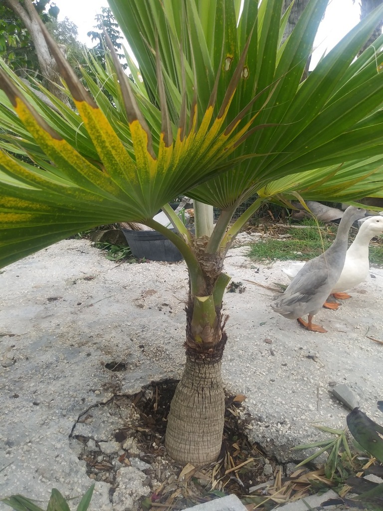 pritchardia thurstonii.jpg