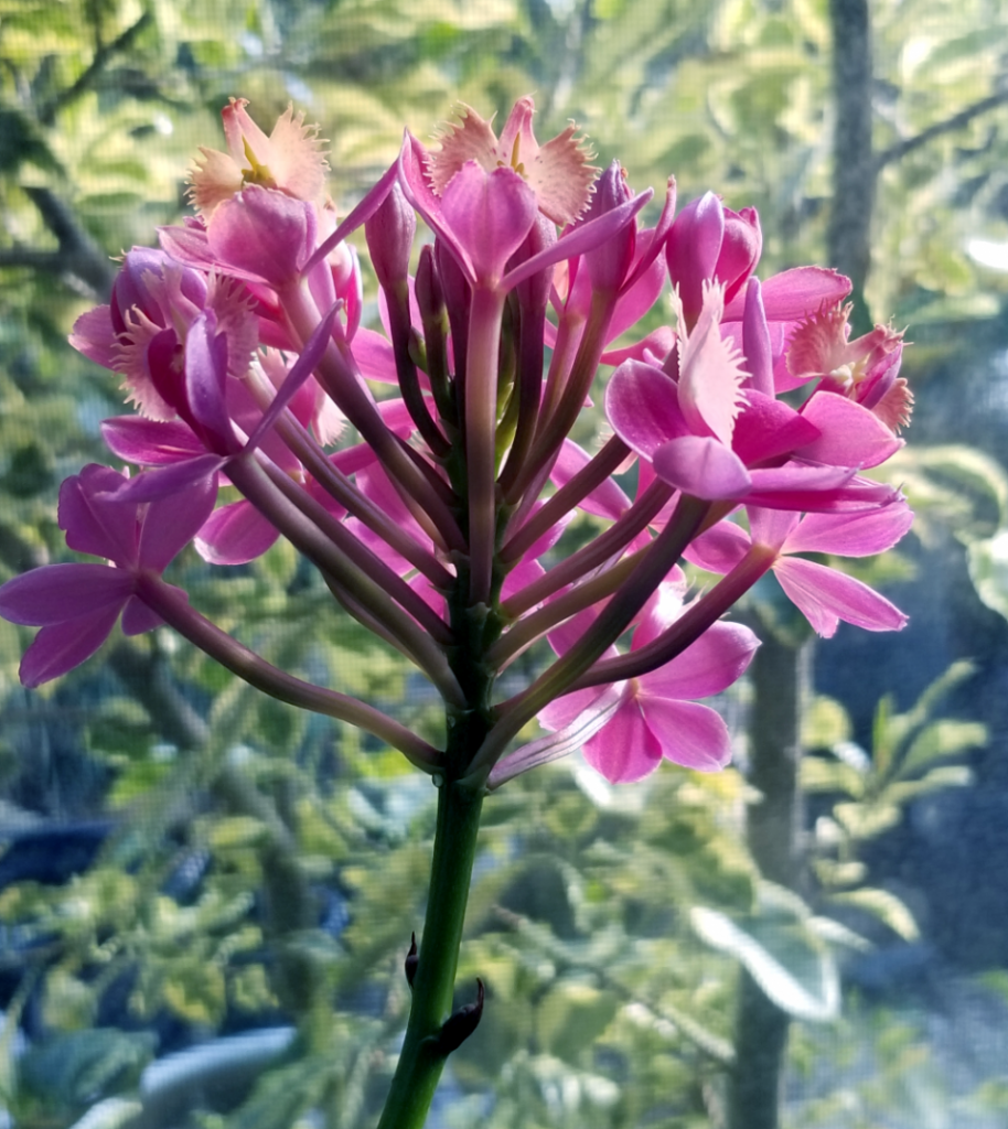 Epidendrum.png