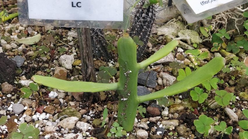 EuphorbiaEnterophora.jpg.9beeca4d9b14a13d628ae2802eae8427.jpg