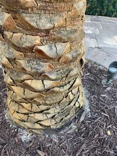 Sylvester Palm Tree Fungus Issue -HELP - DISCUSSING PALM TREES