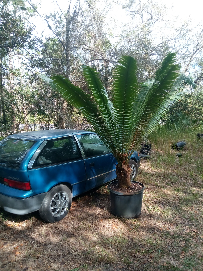 Dioon Spinulosa