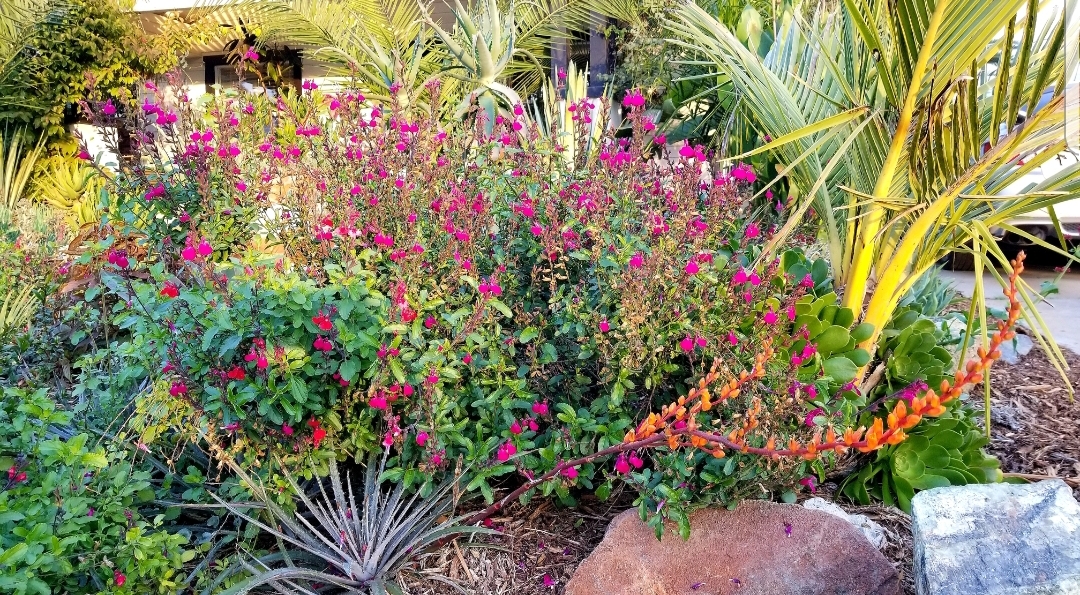 Image of Caesalpinia companion plant for color guard yucca