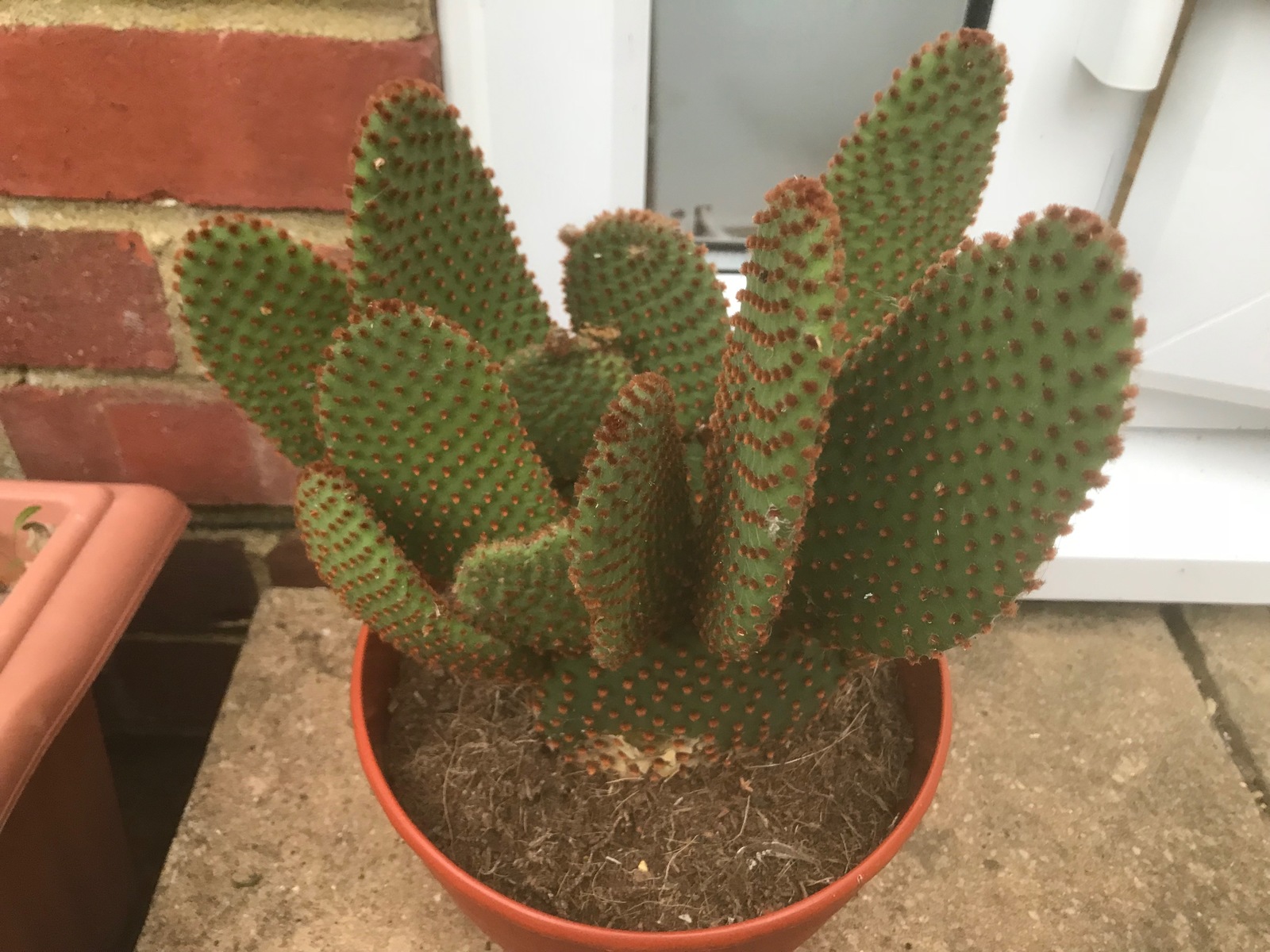 large.5c3b63d985145_CactiOpuntia.jpg.3e9