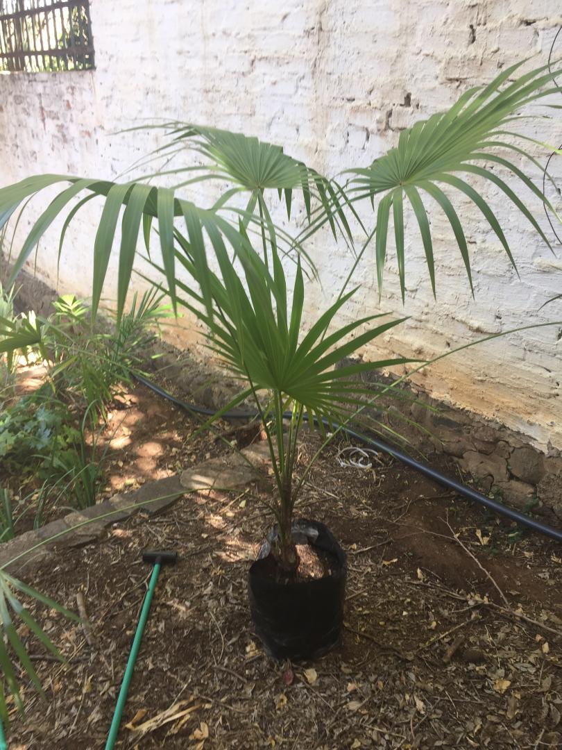 New additions Jubaeopsis caffra