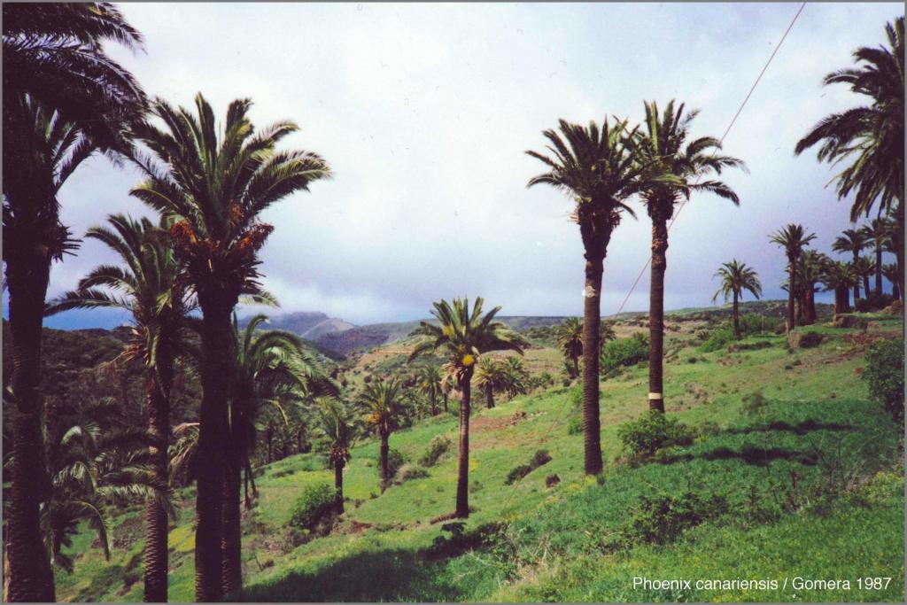 1107417622_PhoenixcanariensisGomera1987.thumb.jpg.54ddbc6e78fa76f0025fb141b01b2100.jpg