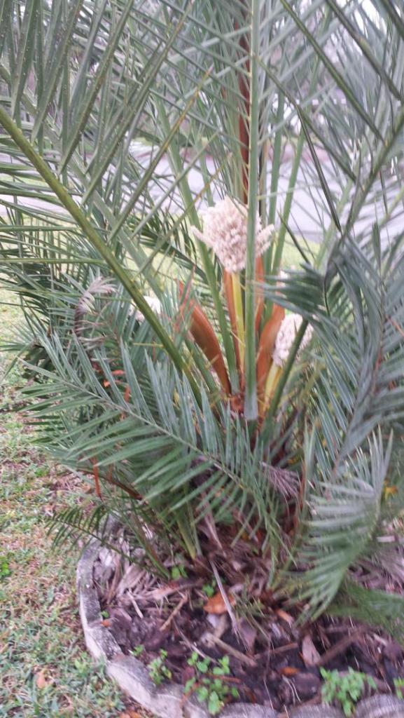 20190223_080938_DatePalmFlowering.jpg