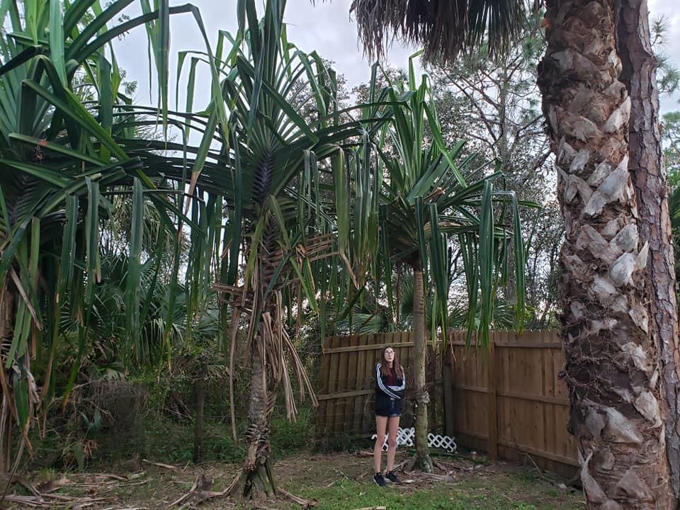 785133173_Pandanusmonotheca.jpg.656cc3705bbd1da82a7d69de6cbee8a1.jpg
