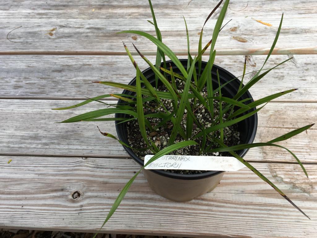 Coccothrinax_proctorii_seedlings_01_02-25-19.thumb.JPG.d0e2c500cea29e69ef4fb588c7dddad6.JPG