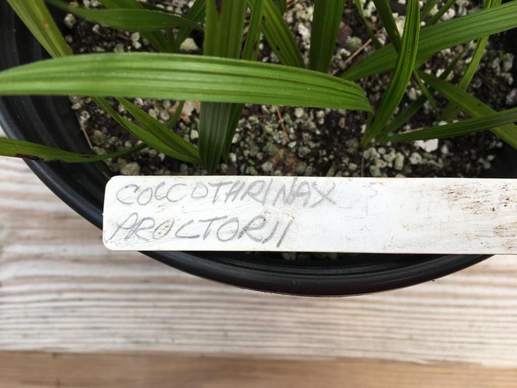 Coccothrinax_proctorii_seedlings_02_02-25-19.thumb.JPG.1d072dabb84cf6d78a58e2c7af5cd9c8.JPG