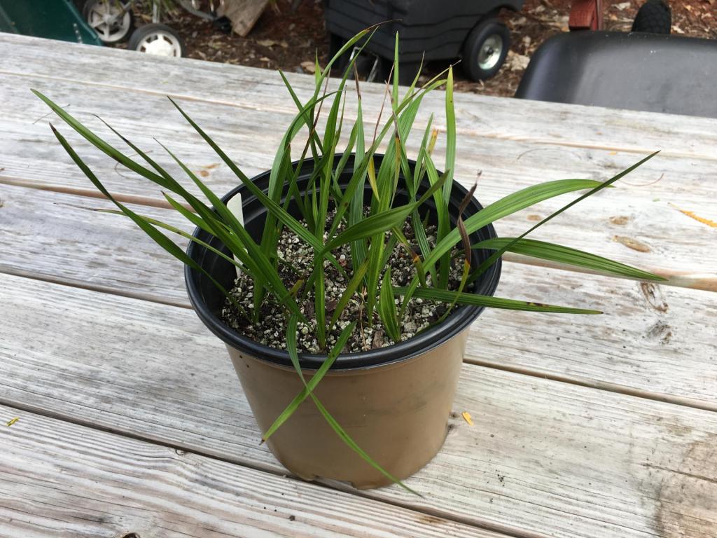 Coccothrinax_proctorii_seedlings_03_02-25-19.thumb.JPG.1adc5a8bf614d505dc43d746f0937e53.JPG