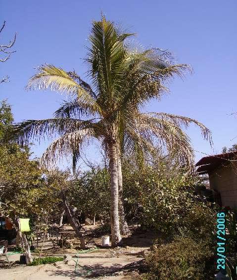 Puerto Peñasco/Rocky Point Sonora Mexico - DISCUSSING PALM TREES ...