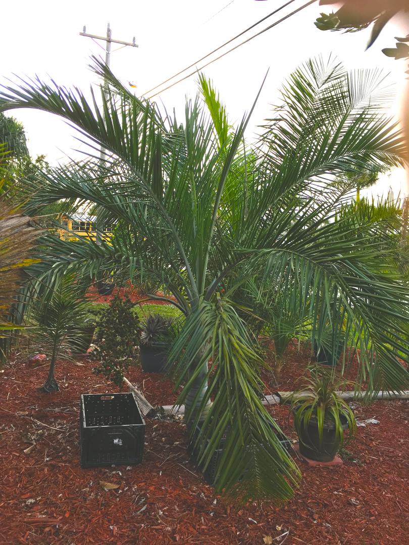Pseudophoenix sargentii fresh seeds for sale