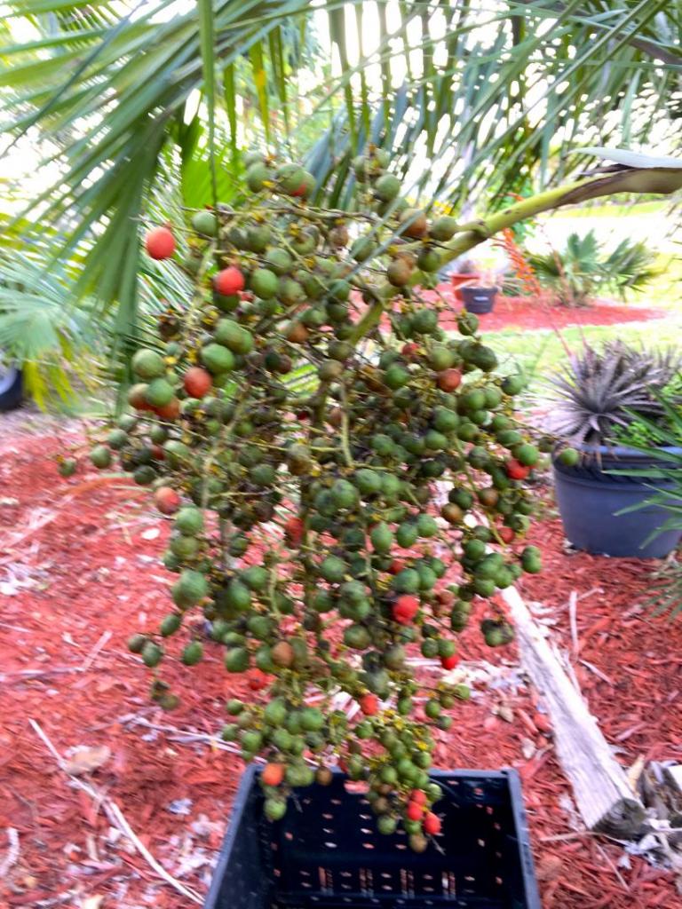 Pseudophoenix_sargentii_seeding_02_02-21-19.thumb.JPG.9d47c98dd762367941dd14984d1d1f29.JPG