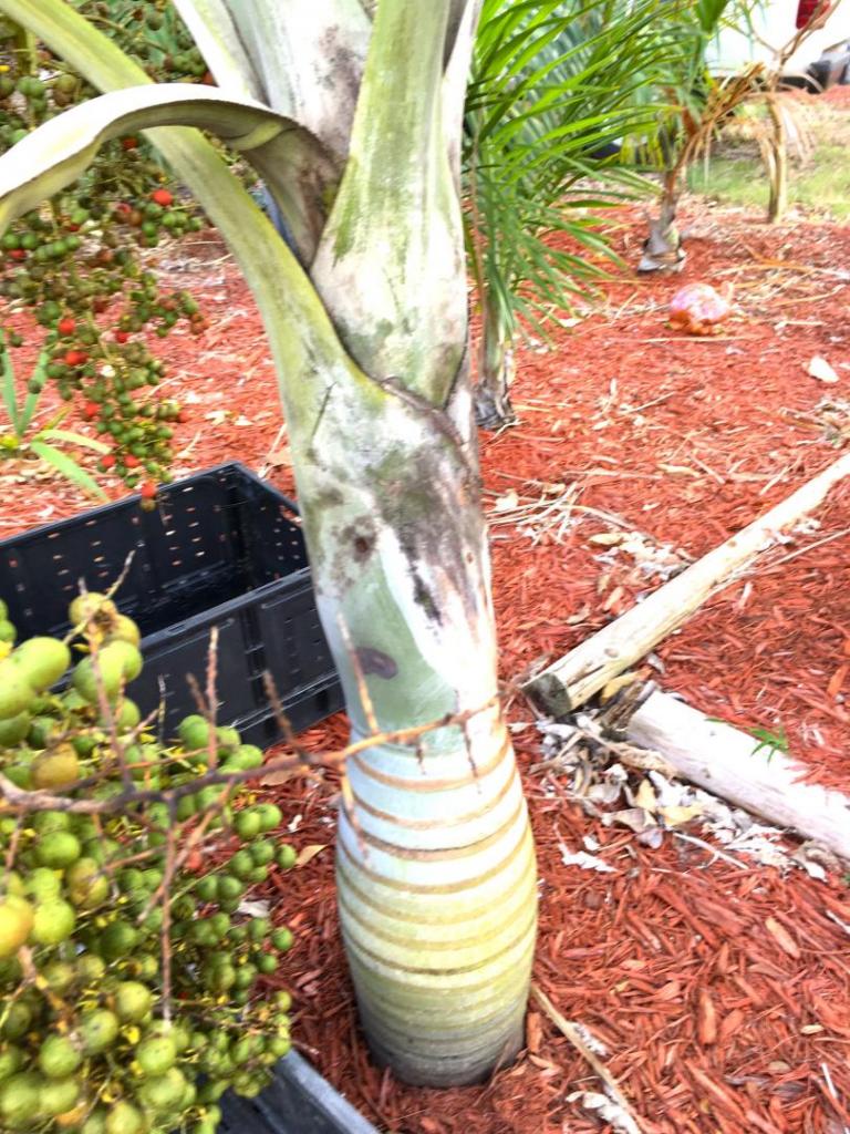 Pseudophoenix_sargentii_seeding_04_02-21-19.thumb.JPG.c9a0ac0c9ae4a2a01dc4da3b169dfbb1.JPG