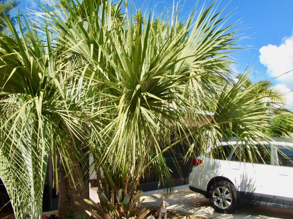 Sabal_miamiensis_mother_06-03-18.thumb.jpg.8710364336267b3c0a59db0c95667d68.jpg