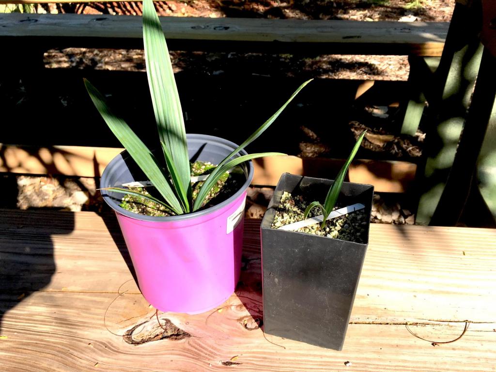 Sabal_minor_n_miamiensis_01_02-28-19.thumb.JPG.3dcb51db3dd5f5d1cbb3425b07374641.JPG