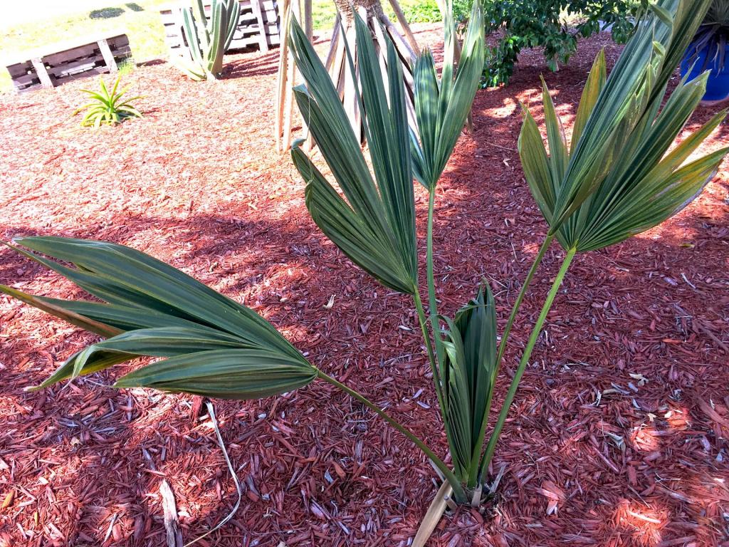 Sabal_palmetto_Lisa_3-01_02-23-19.thumb.JPG.b2225280dbeff398c18605012b4cf4a9.JPG