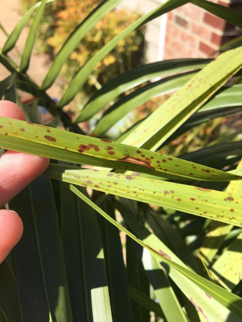Mule Palm Frond Spots?