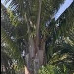 LealPalms