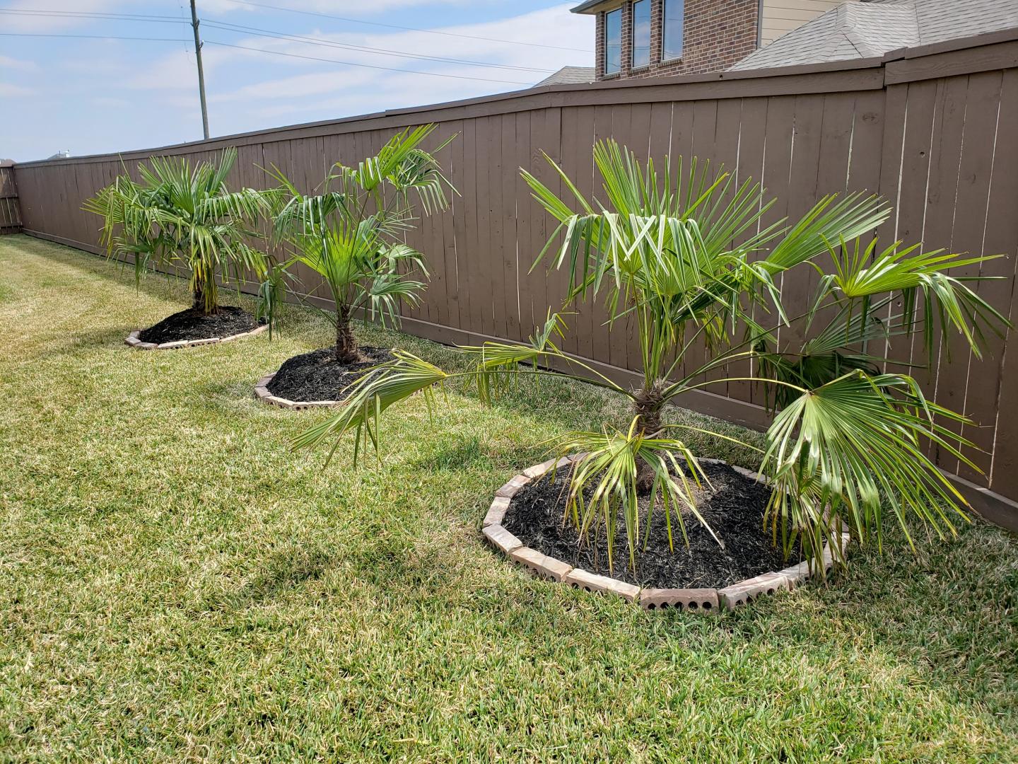 watering newly planted palm trees in clay soil DISCUSSING PALM TREES