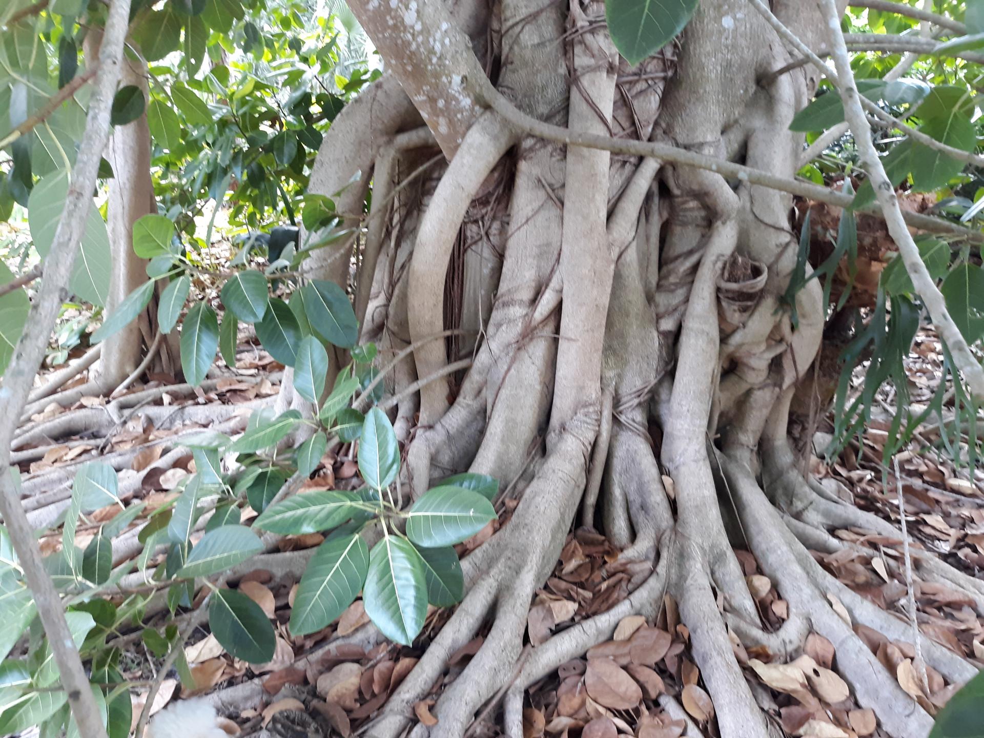 Fastest growing ficus species? TROPICAL LOOKING PLANTS Other Than