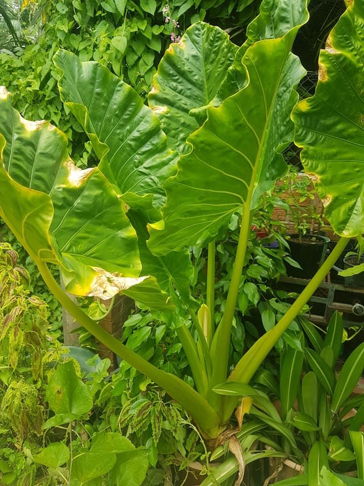 Large Leaf Tropical Plants Tropical Looking Plants Other Than Palms