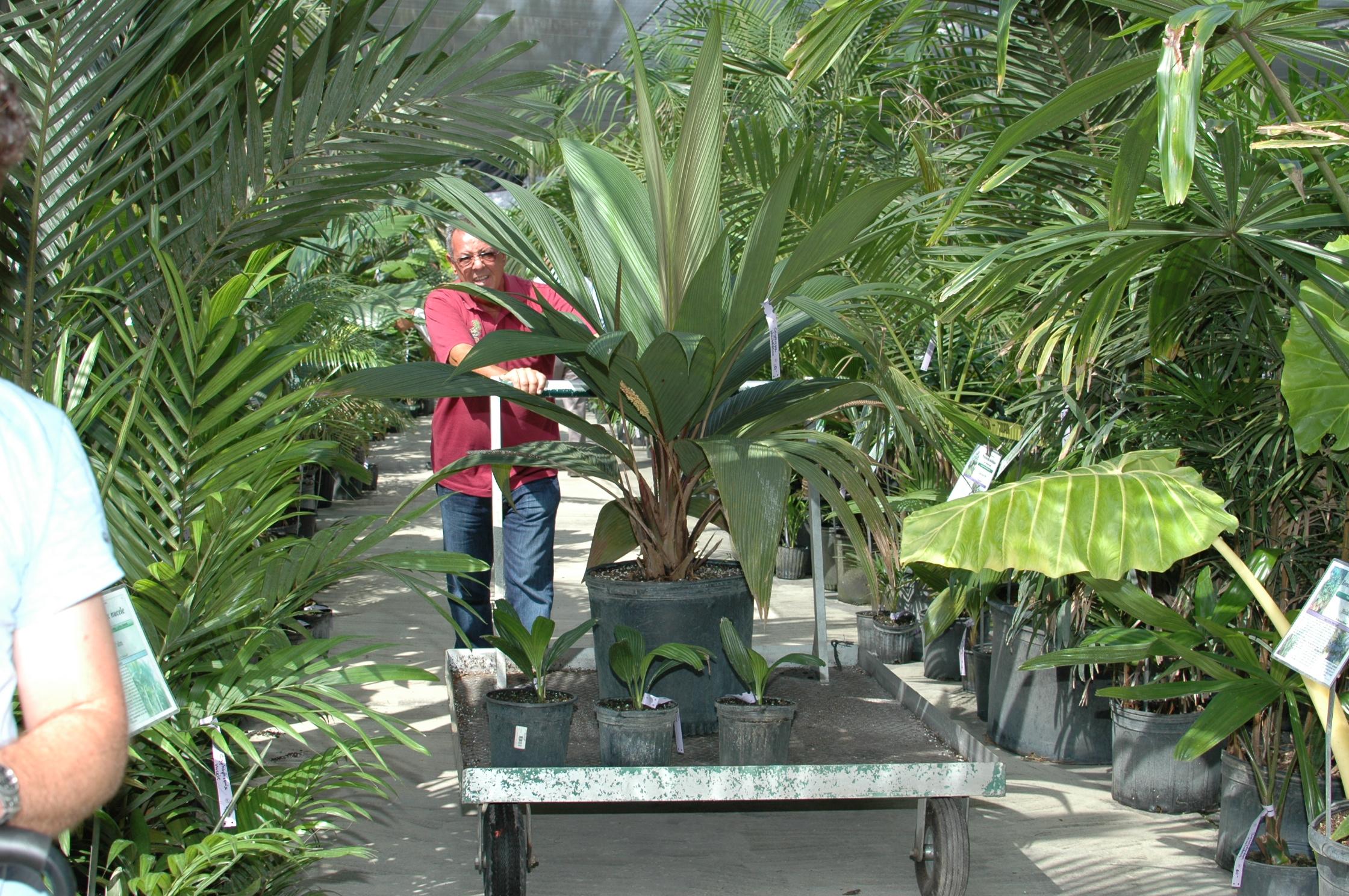 The First Annual Naples Exotic Palm & Tropical Plant Sale Community