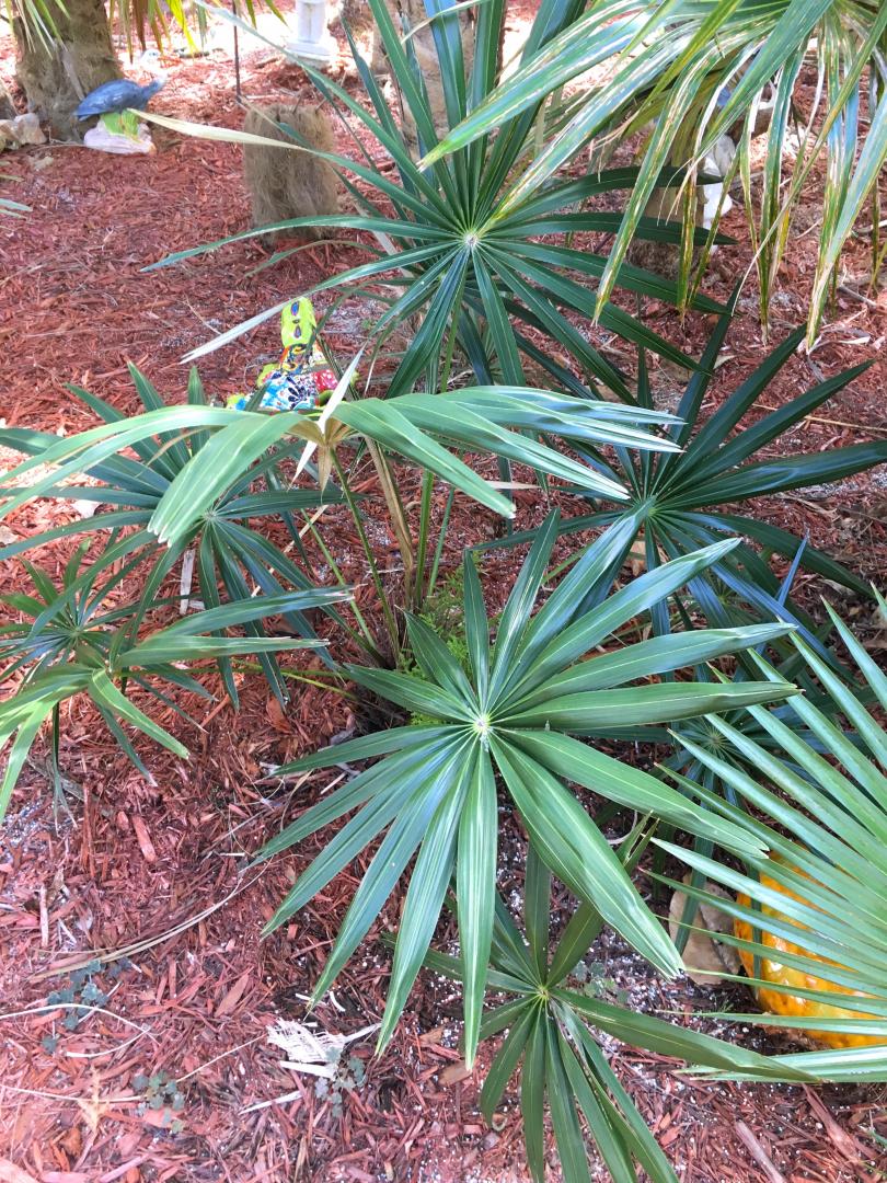 Guihaia argyrata is flowering!