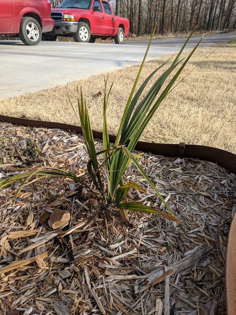 Sabal palmetto vs birmingham hardiness