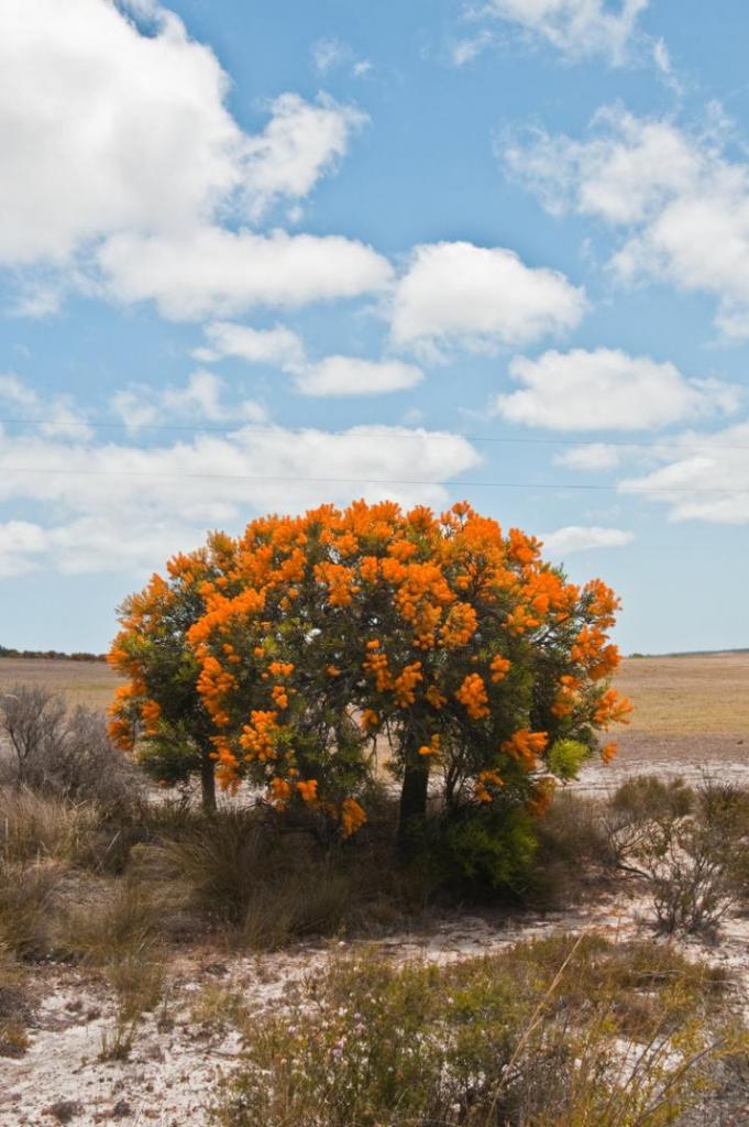 Nuytsia_floribunda_-_The_Australian_Mistletoe.png