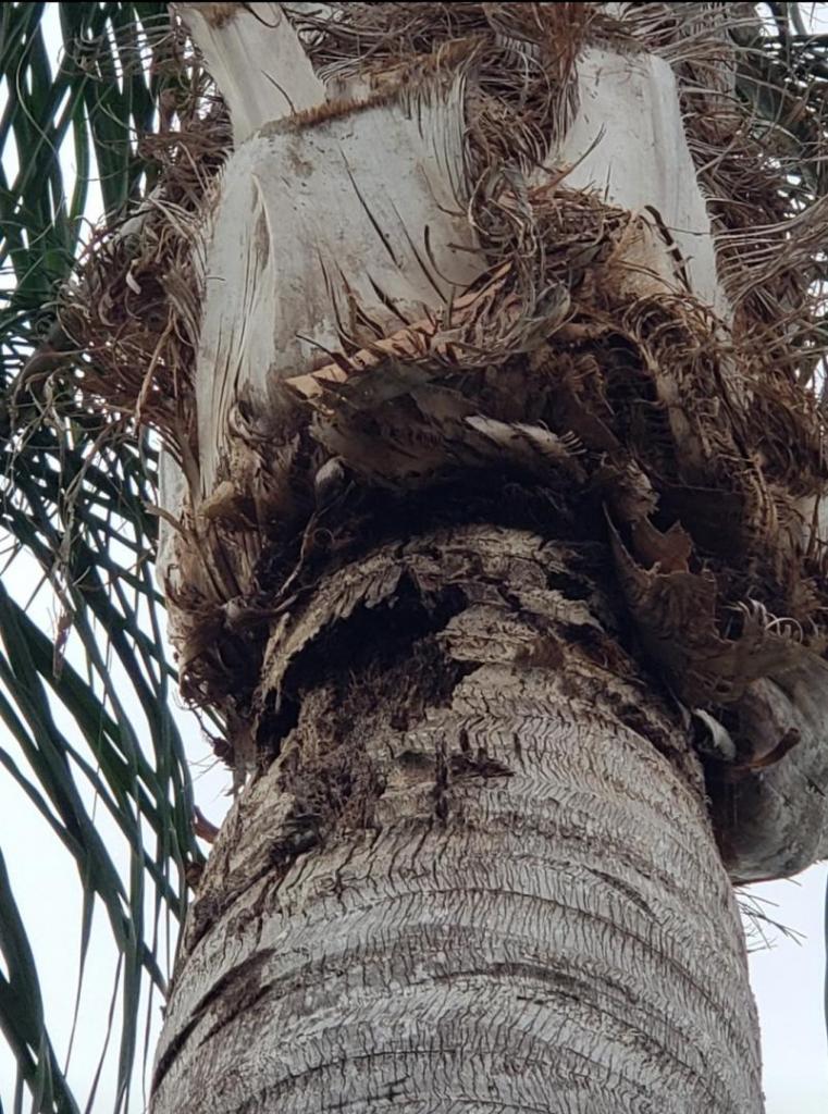 Need help identifying what's wrong DISCUSSING PALM TREES WORLDWIDE