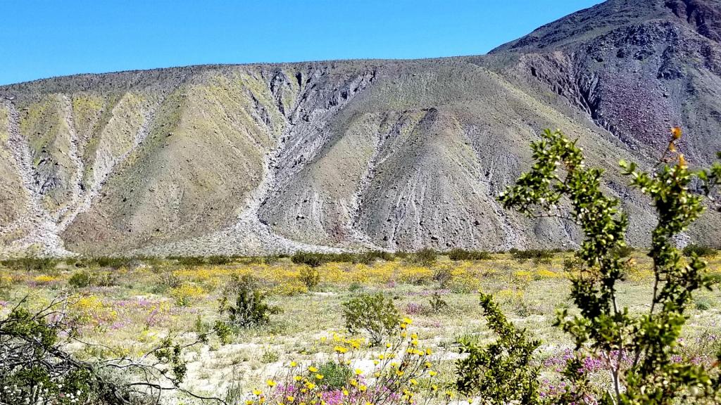 Superbloom_2.thumb.jpg.b47bcbbc59705cb85697f6b789c3ae39.jpg