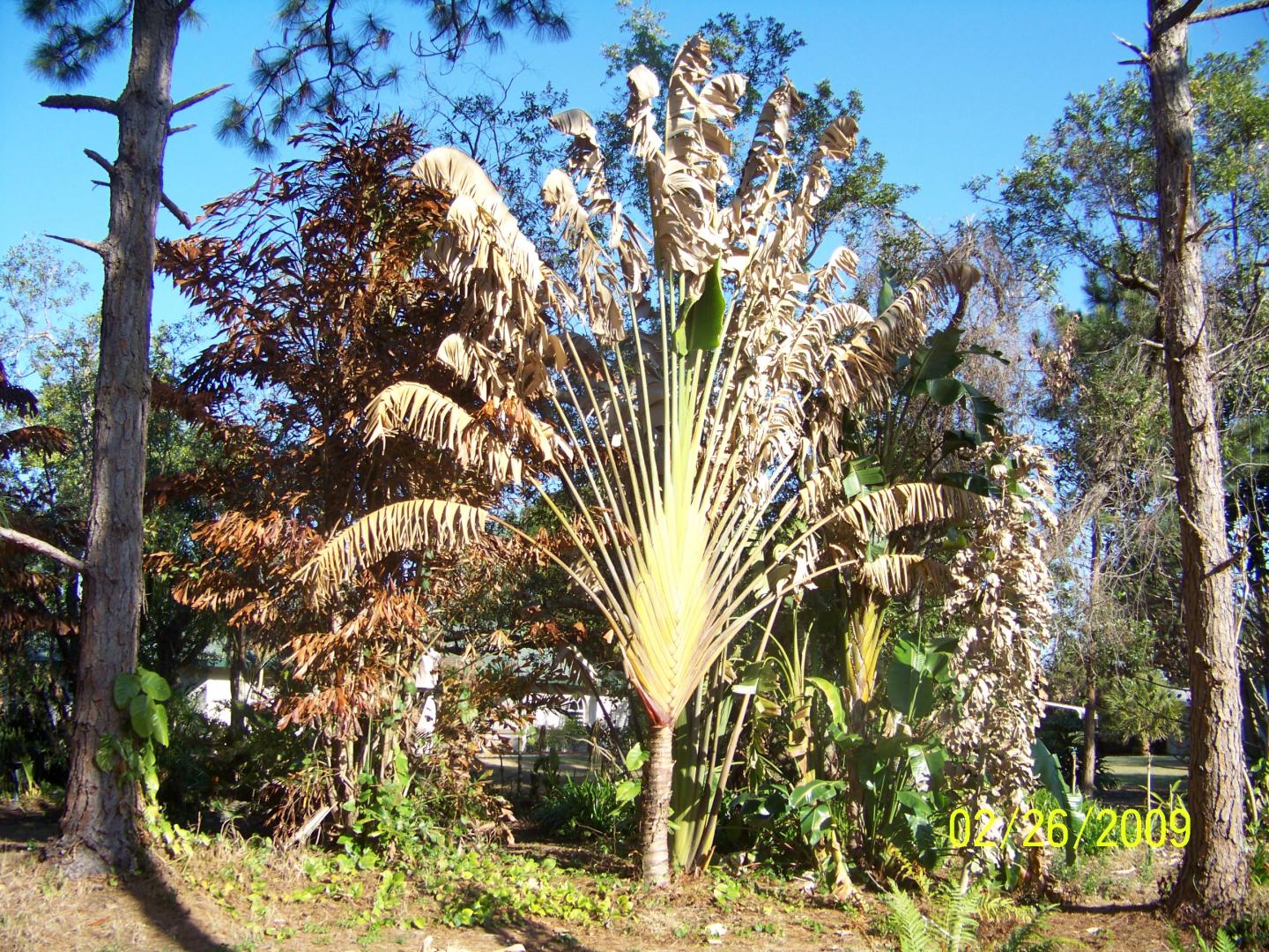 The Traveler's Palm — In Defense of Plants