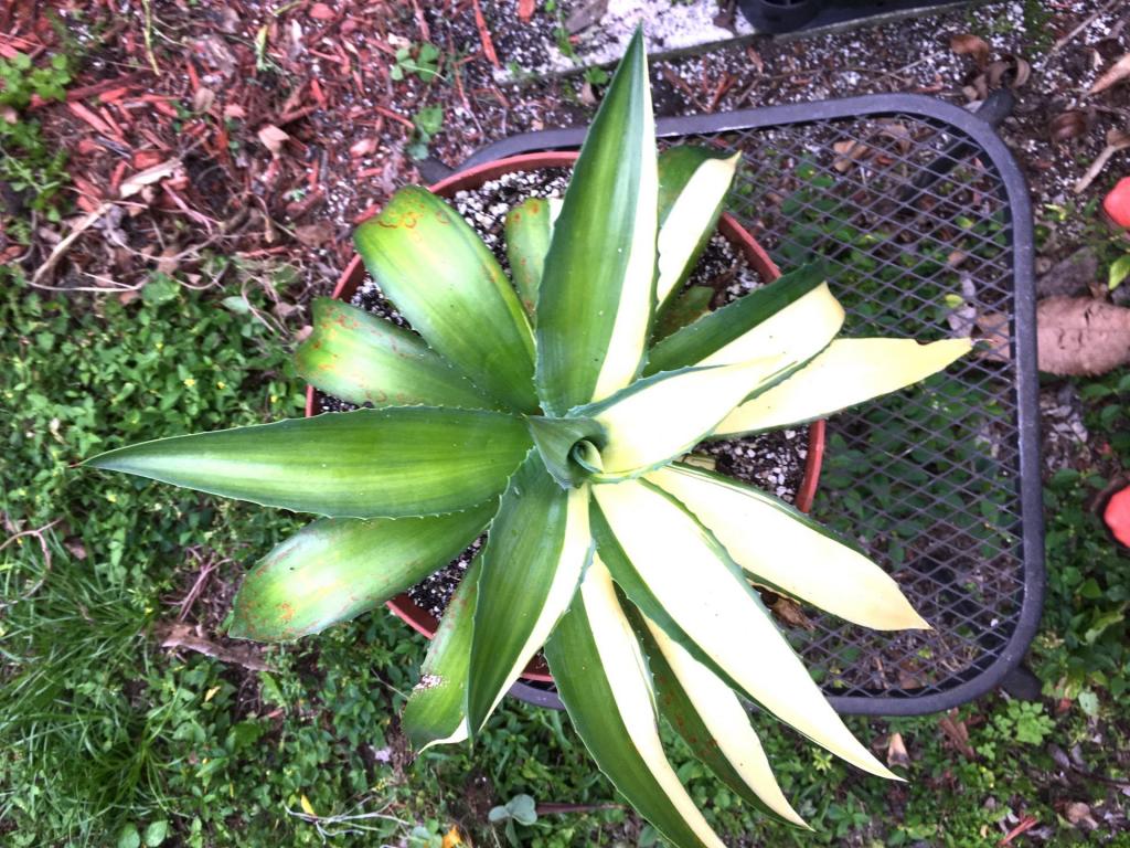 Variegated_Agave_ID_01_03-04-19.thumb.JPG.ead57cbca48c70a68eb41416f8e42245.JPG