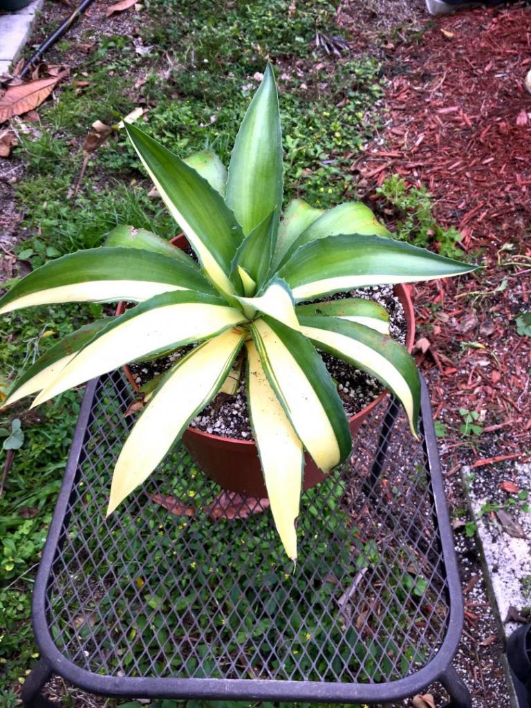 Variegated_Agave_ID_02_03-04-9.thumb.JPG.68f0d0c3e6734c8bc435991a5ab81c69.JPG