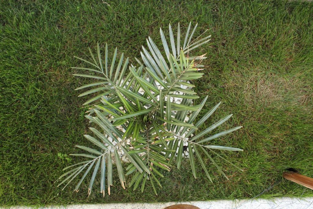 1296598729_Germinao_Syagrus_microphylla_028.thumb.JPG.0d9b053bbc34f7d3ef54c1f56aa4e47c.JPG
