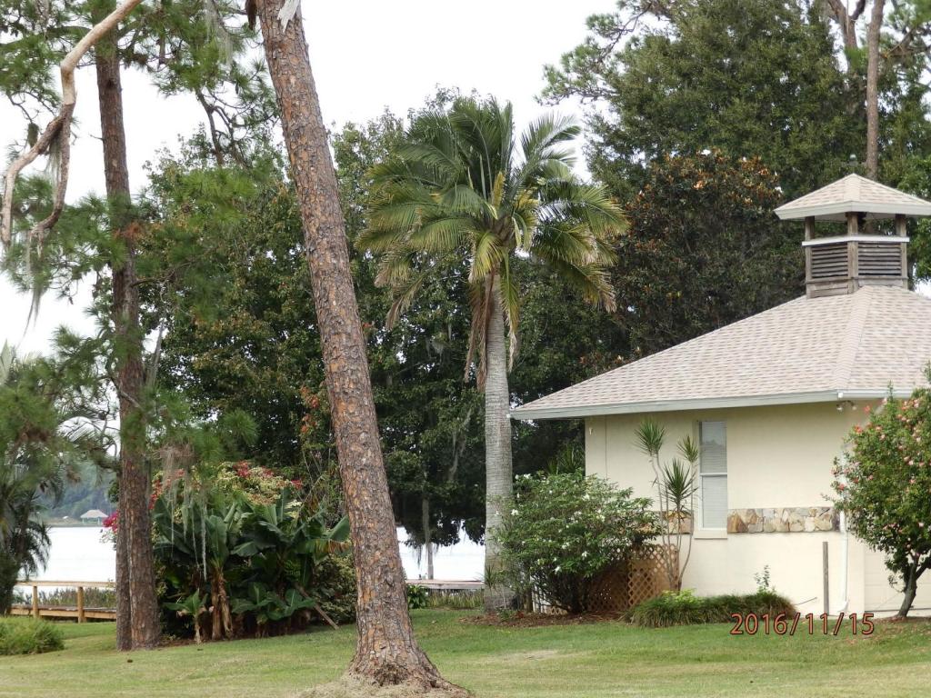 Majesty palm on Lake Huntley.JPG