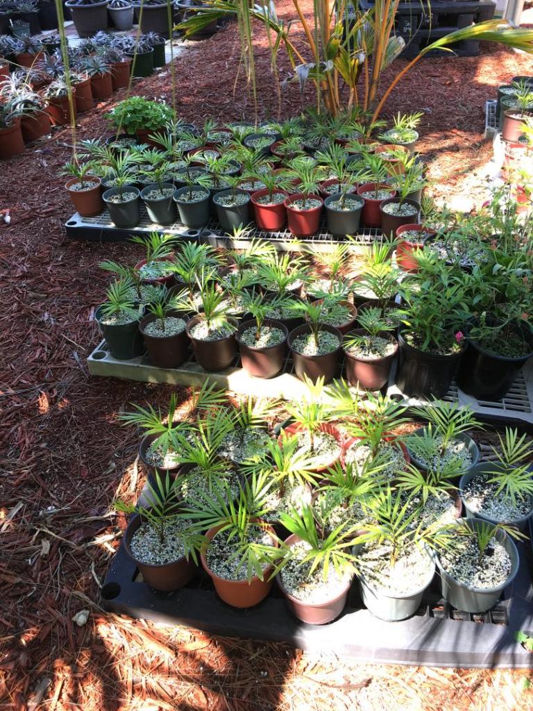 1551258278_Dypsis_leptocheilos_6_08_04-15-19.thumb.JPG.2d038bd45ff110cd7ed0057df0933333.JPG