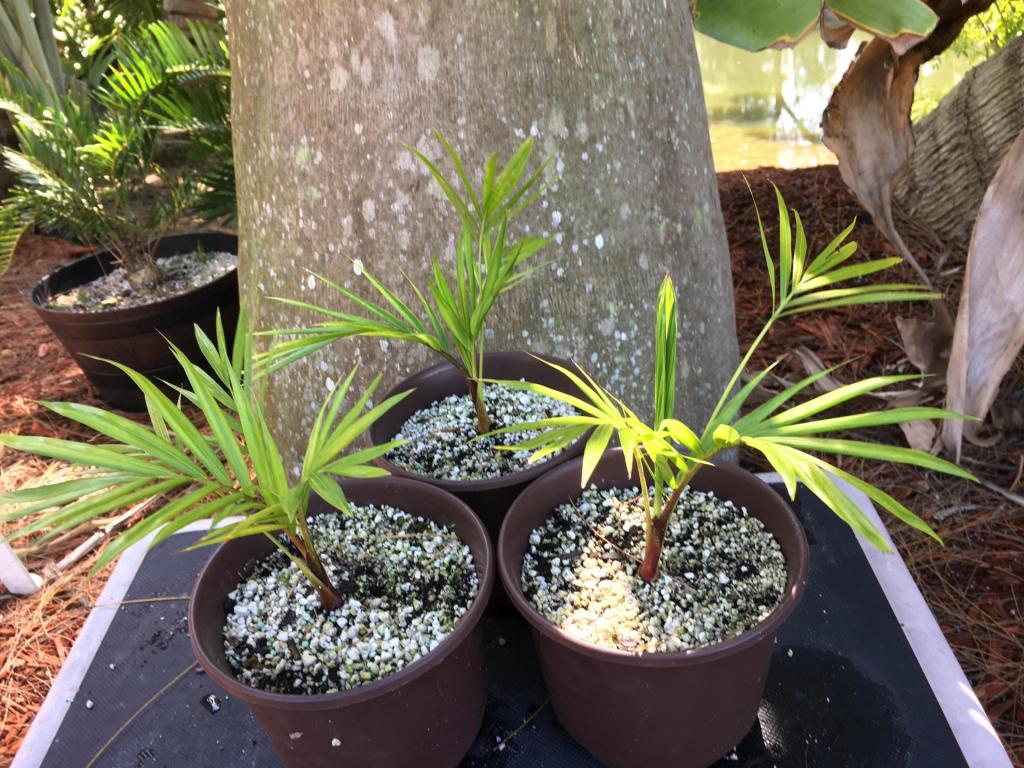 1671690149_Dypsis_leptocheilos_6_01_04-15-19.thumb.JPG.cd883f913d274ef932d34dddbcee4a10.JPG