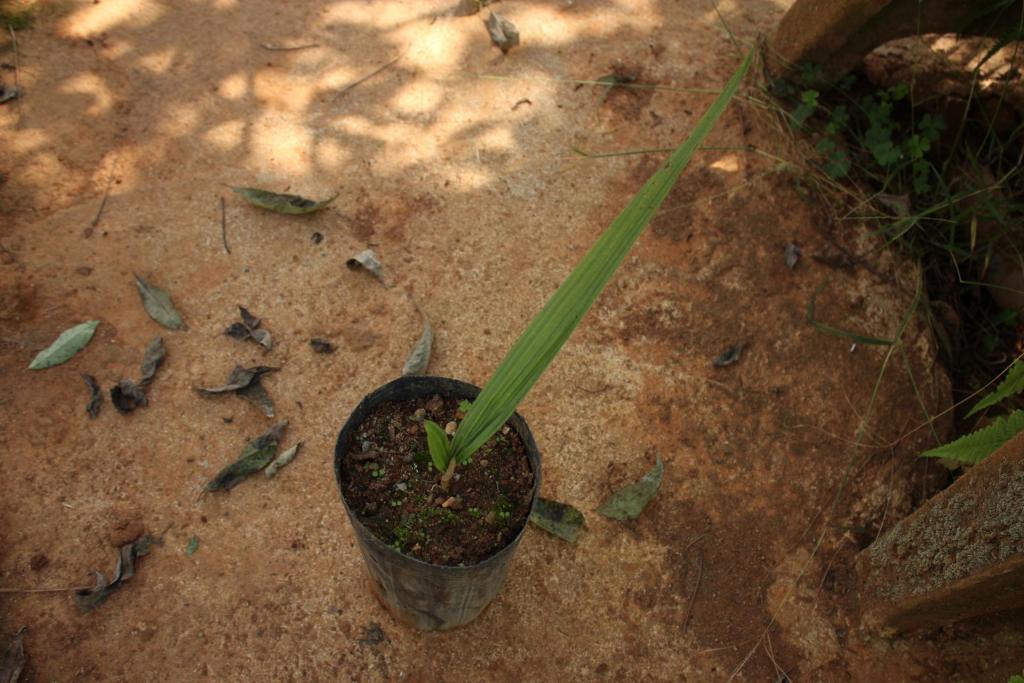 170699443_Germinao_Syagrus_microphylla_015.thumb.JPG.1b51b21fa4ff085d774a2f1cbd3ab7e3.JPG