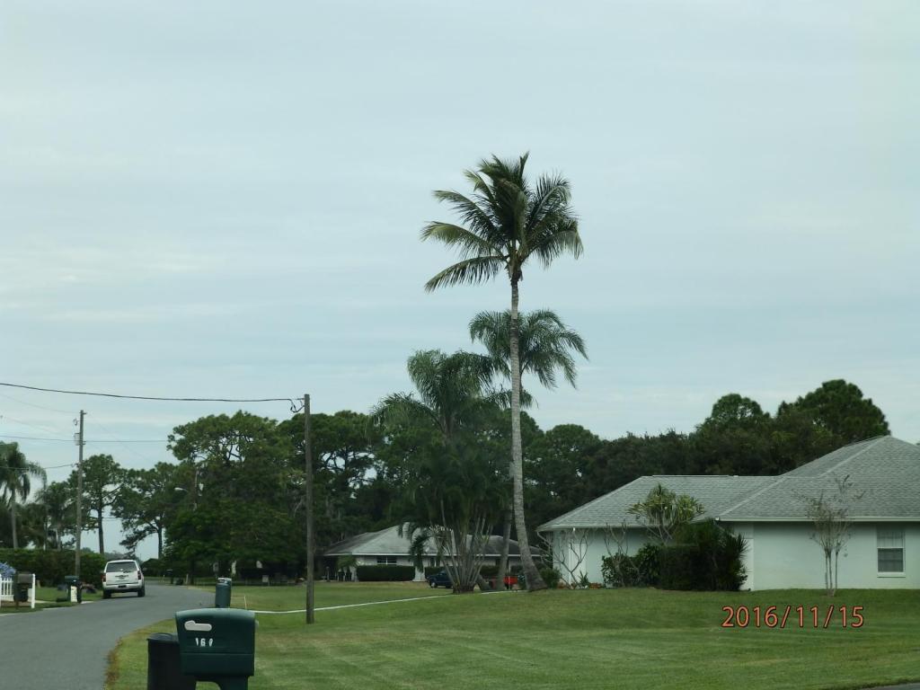 Lake Grassy coconut palm.JPG