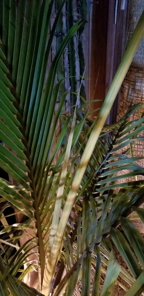 20190405_230108-1470x3024.jpg
