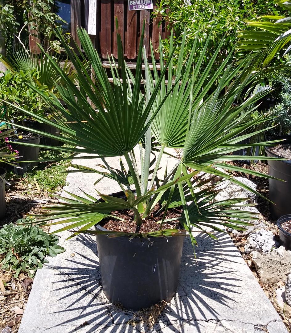 Copernicia sp. For Sale For Sale PalmTalk