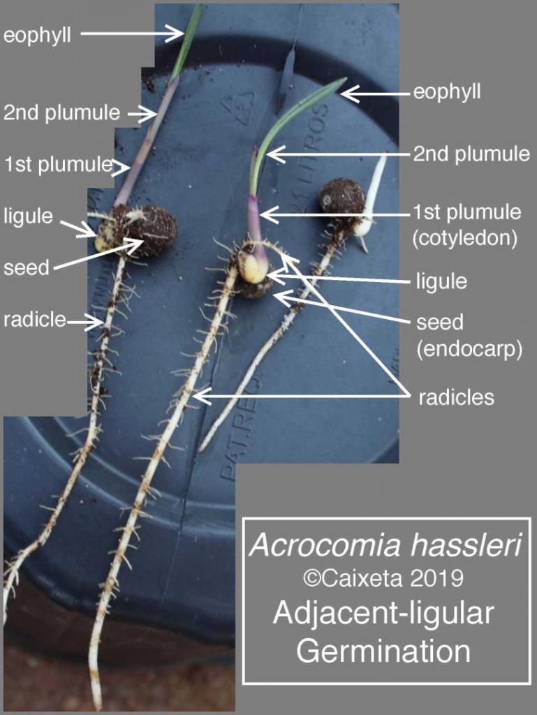 232536348_AcrocomiahassleriCaixeta2019.thumb.jpg.9347fdb8e949c8eca5110e1b95fd2b49.jpg