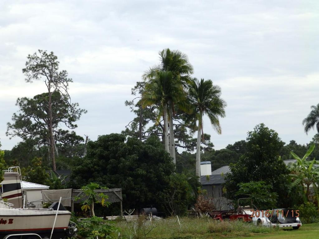 Lake Grassy canal majesty palms.JPG