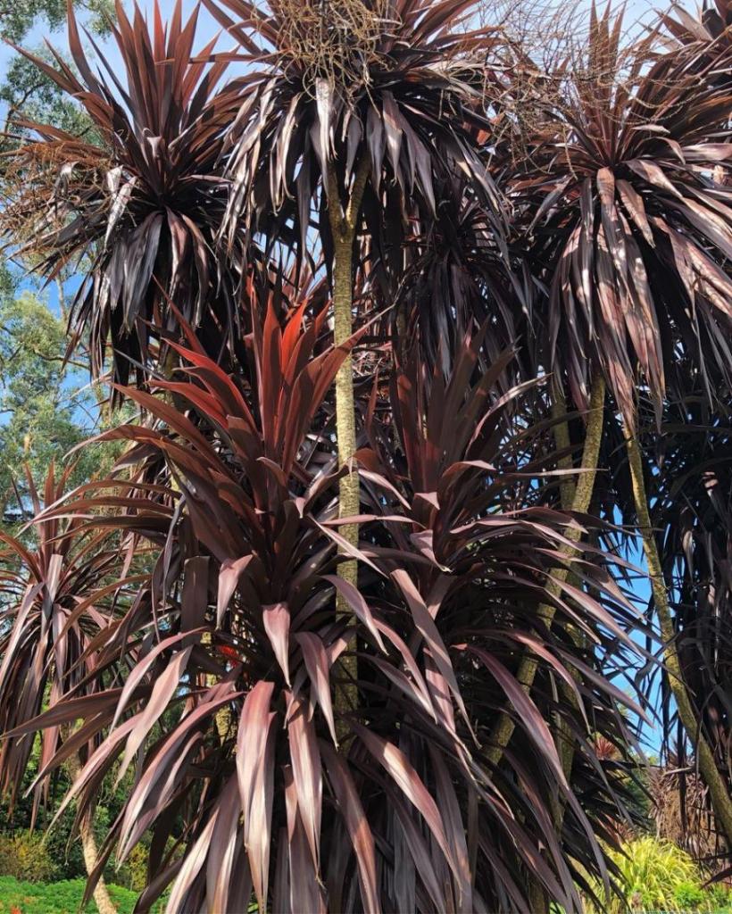 cordyline burgundy spire.jpg