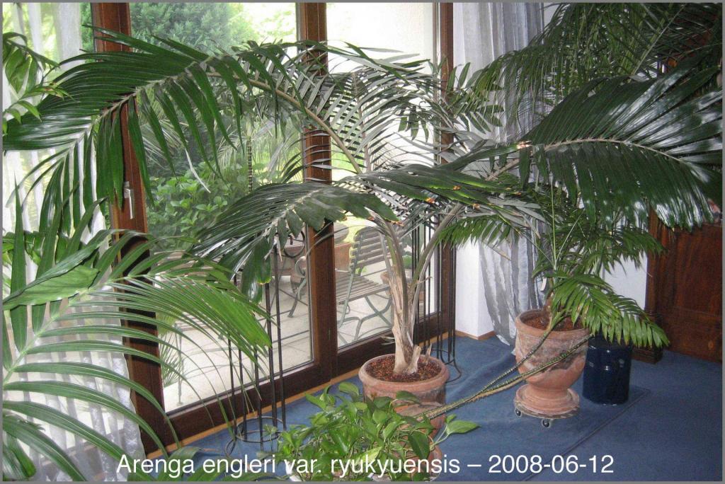 446172372_Arengaengleriryukyuensis2008-06-12.thumb.jpg.ebb8bded2af765c0004c9747aee662d0.jpg