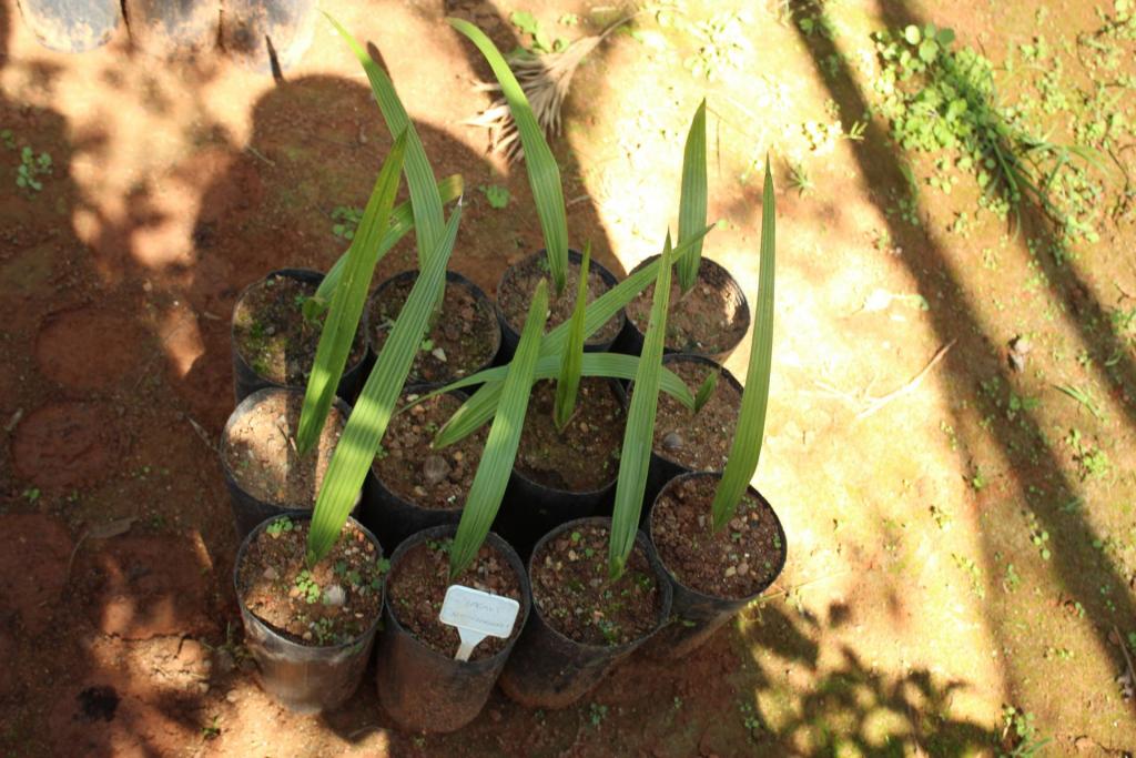 750986277_Germinao_Syagrus_microphylla_014.thumb.JPG.8138084c903d053f8efe5d588b856ba9.JPG