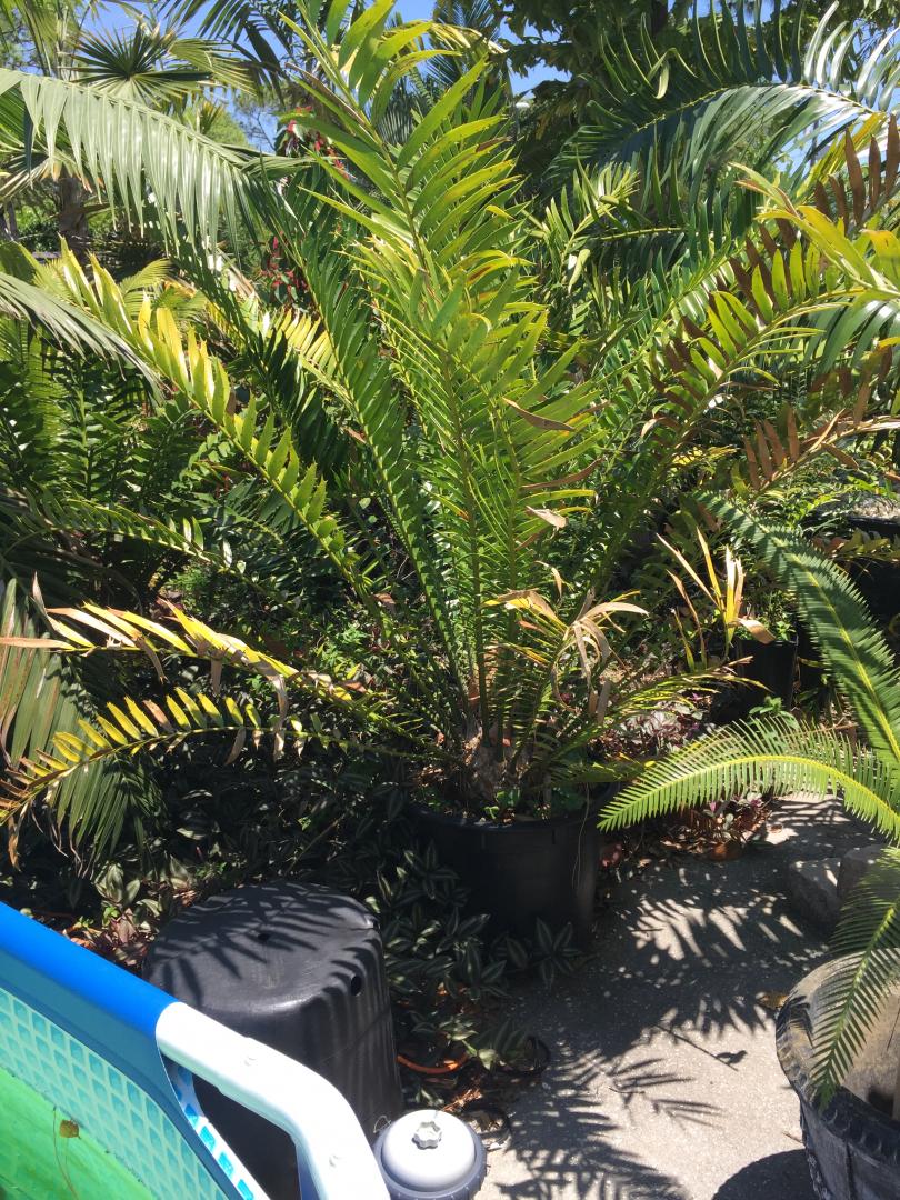 CYCAD Encephalartos hildebrandtii (3) For Sale PalmTalk