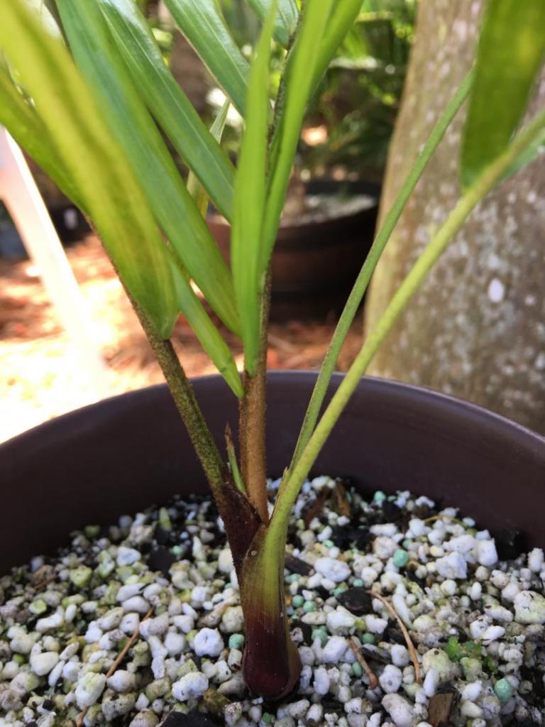 8183468_Dypsis_leptocheilos_6_07_04-15-19.thumb.JPG.14304e97494be10aecaa2edb8bfc646a.JPG